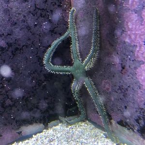 Meet your Posher, Darnell